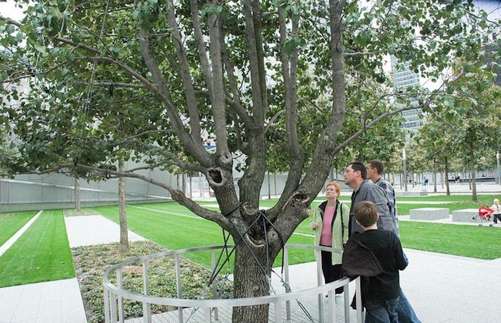 People look at the survivor tree in the National September 11 Memorial Plaza