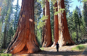 Man walking among giant sequoias