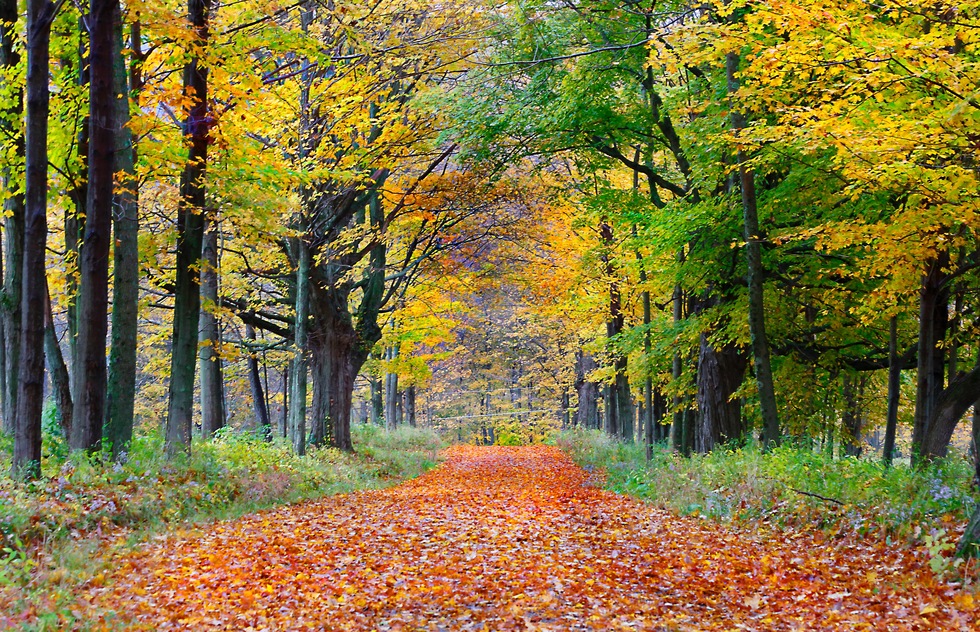A lane bedecked in autumn leaves in the Berkshires