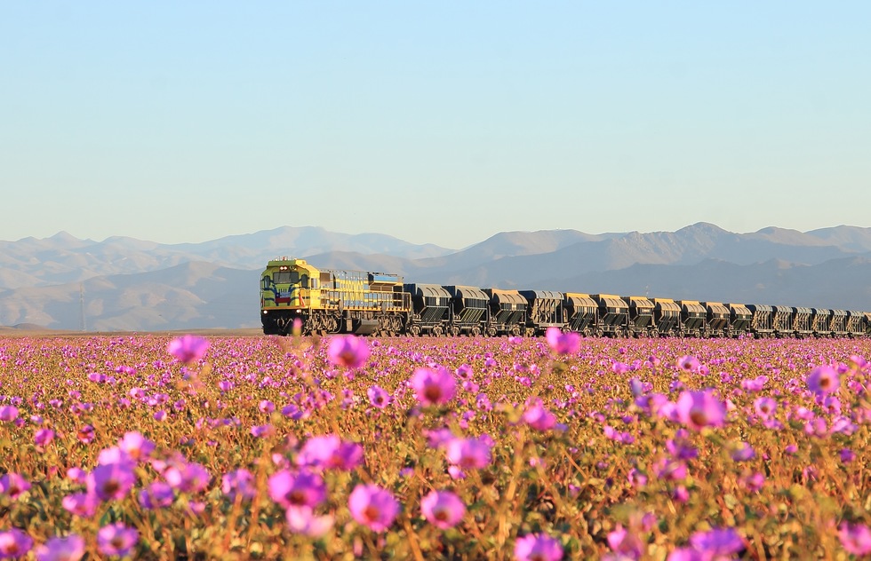 Wildflowers in Bloom at Chile's Atacama Desert—the Driest Place on Earth | Frommer's