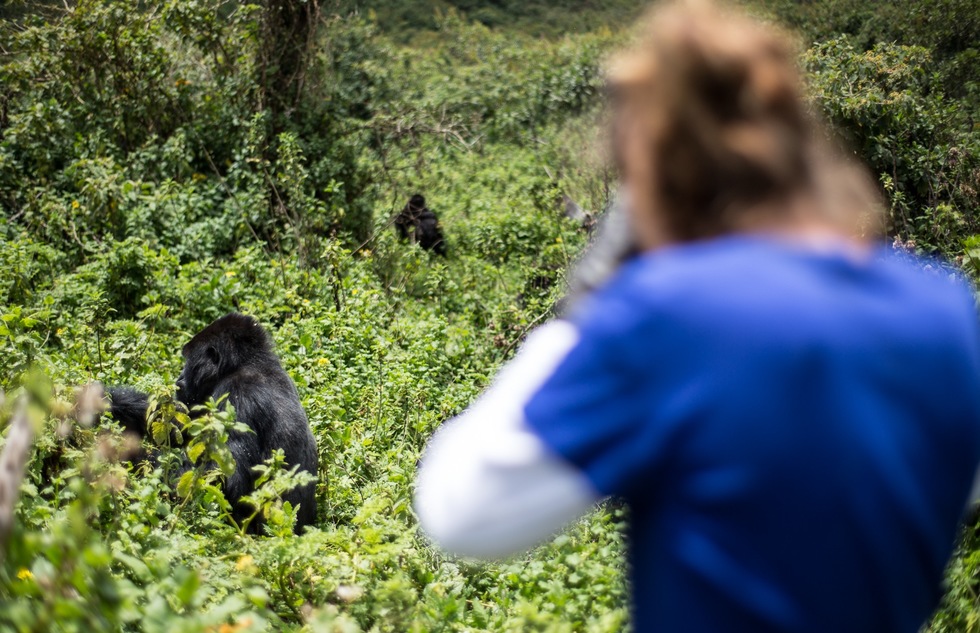 Gorilla Trekking in Uganda: How to Take This Bucket List Trip on a Budget | Frommer's