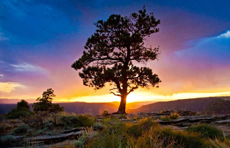 Ponderosa pine in Utah's High Uintas