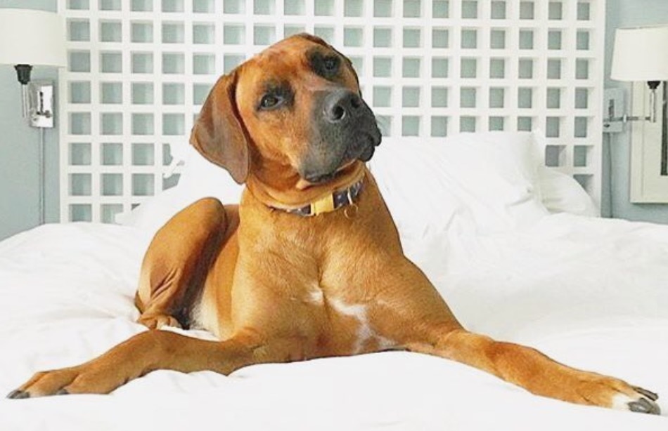 Four-legged friends are welcome at the Kimpton Lorien Hotel & Spa in Alexandria, Virginia