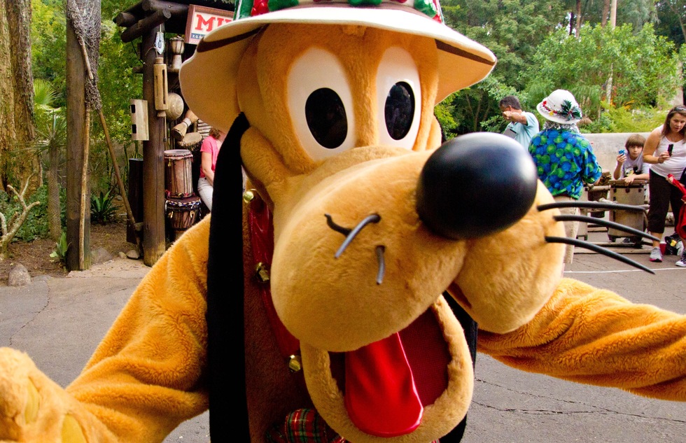 Dogs Now Welcome at Four Disney World Hotels | Frommer's