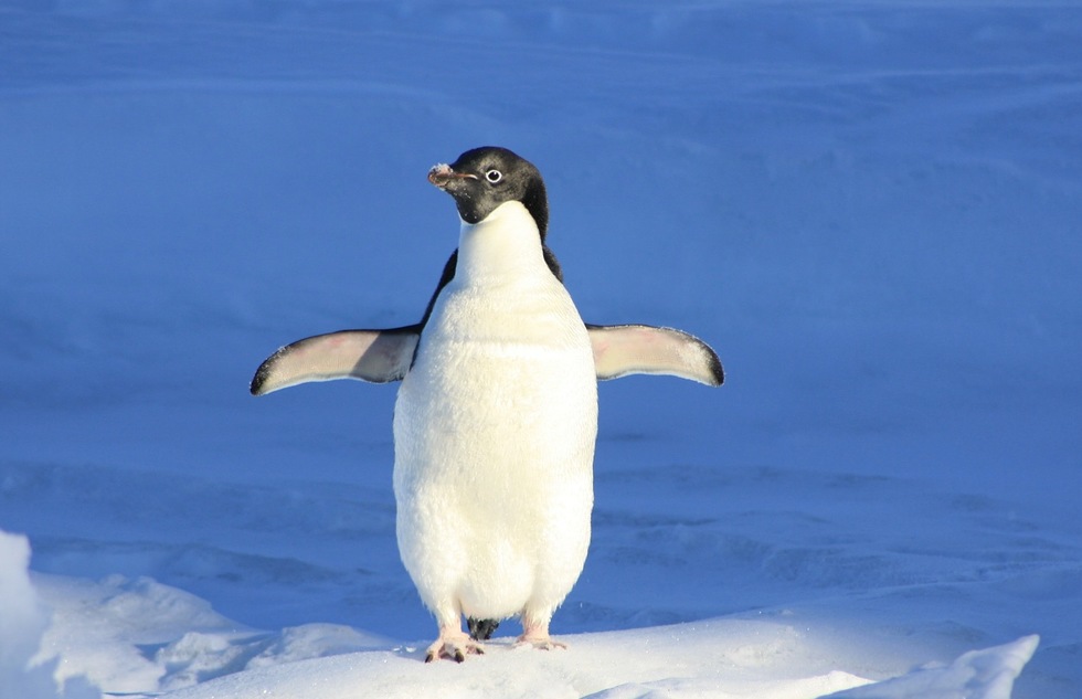 A penguin in Antarctica