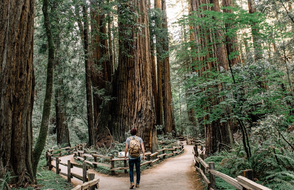 Paid Reservations Now Required to Visit California's Muir Woods | Frommer's
