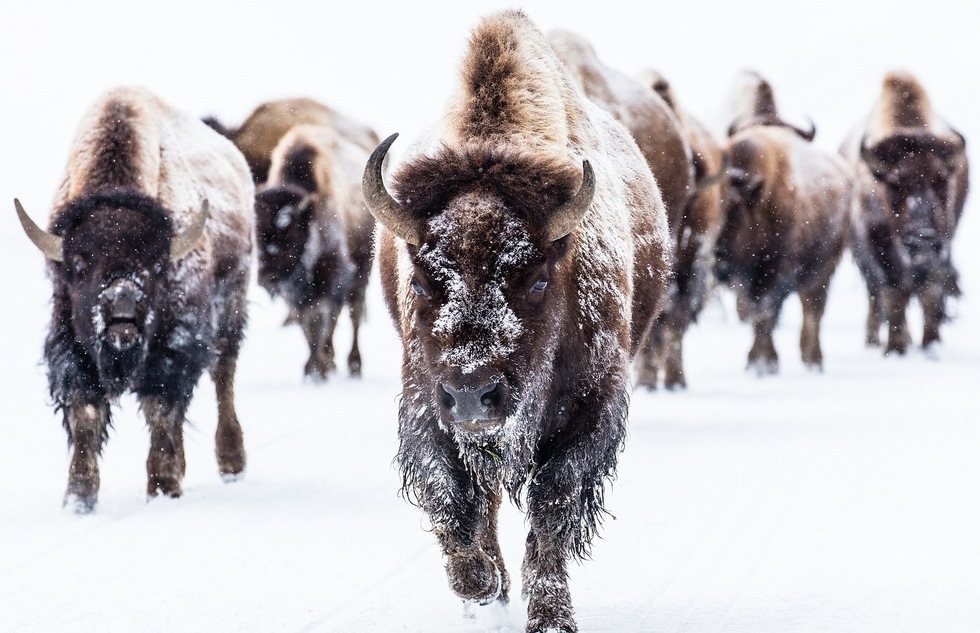 Buffalo in the snow at Yellowstone National Park