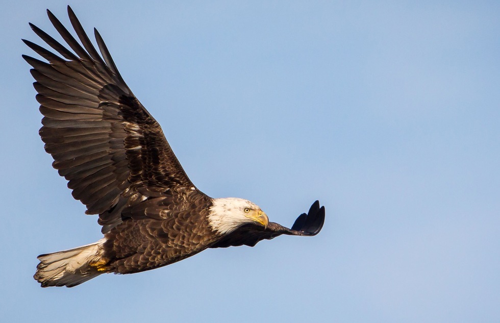 Bald eagle at the Upper Mississippi River National Wildlife and Fish Refuge