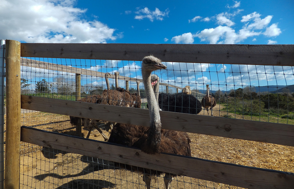 Ostrich and Emus at OstrichLand USA