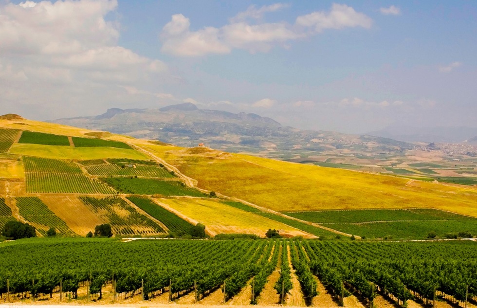 Sicily vineyards