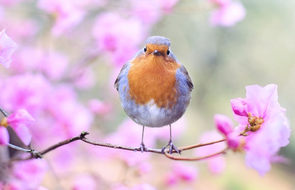 A bird in spring