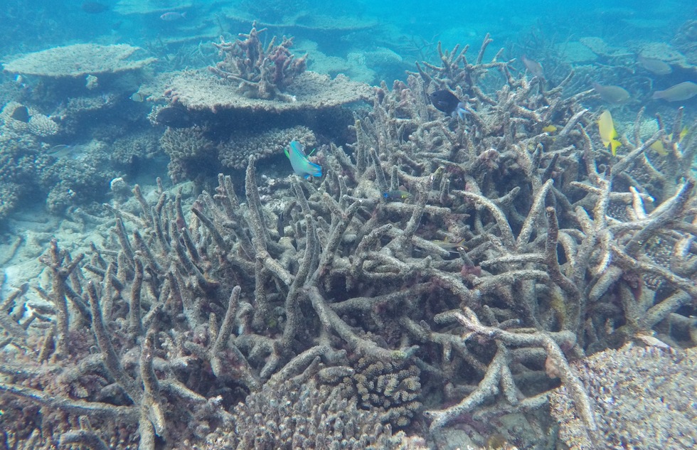 Dead corals along the Great Barrier Reef in Australia