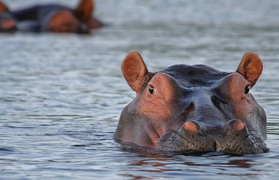 Hippo in Africa