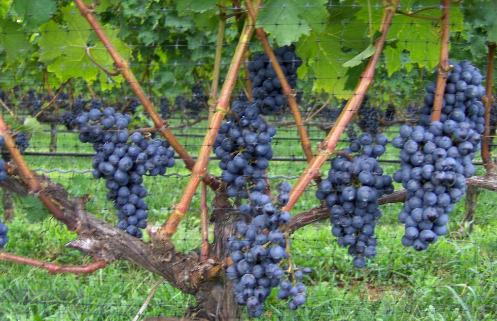 Vineyard on the North Fork of Long Island, New York