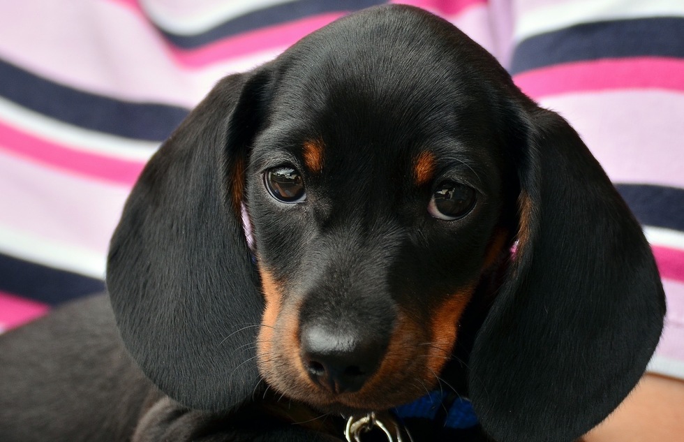 Dachshund Museum Opens in Germany | Frommer's