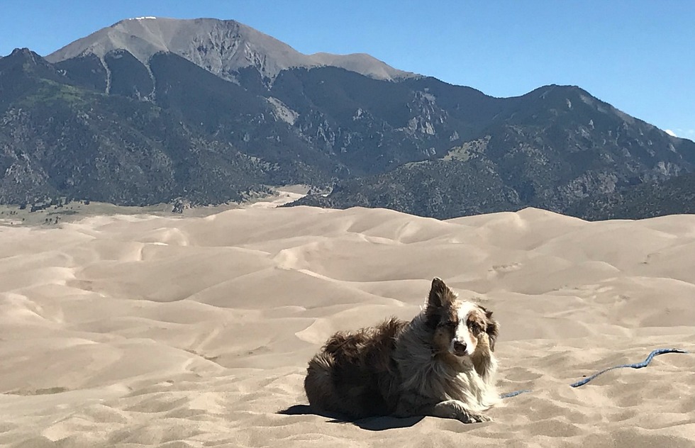 A dog at Great Sand Dunes National Park in Colorado
