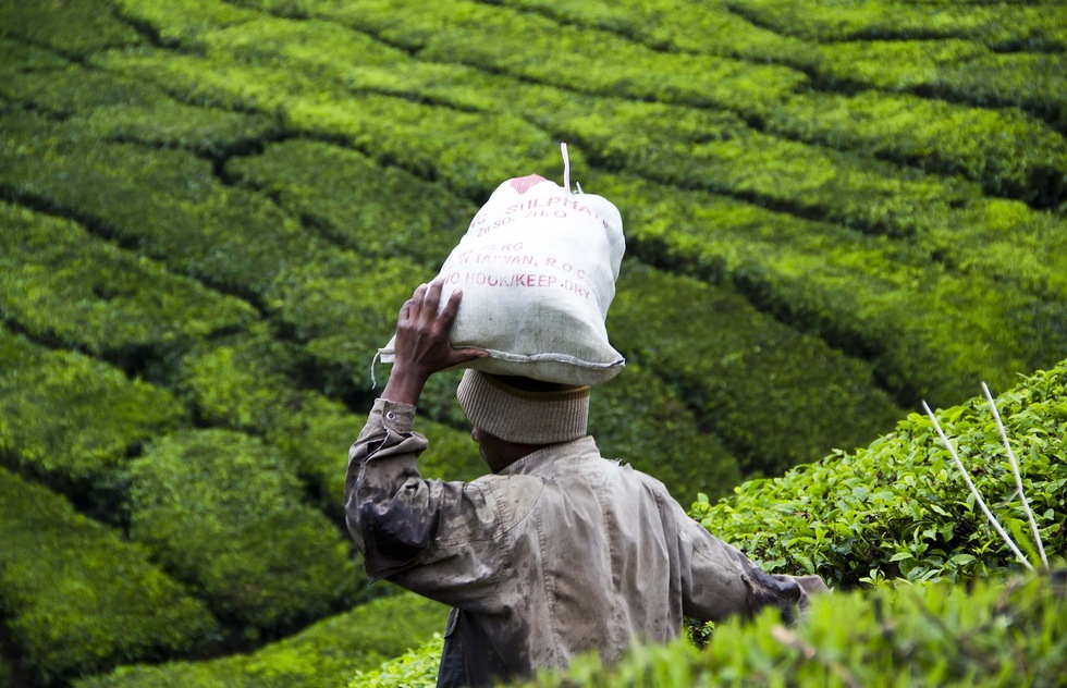 Visit Bharat Tea plantation