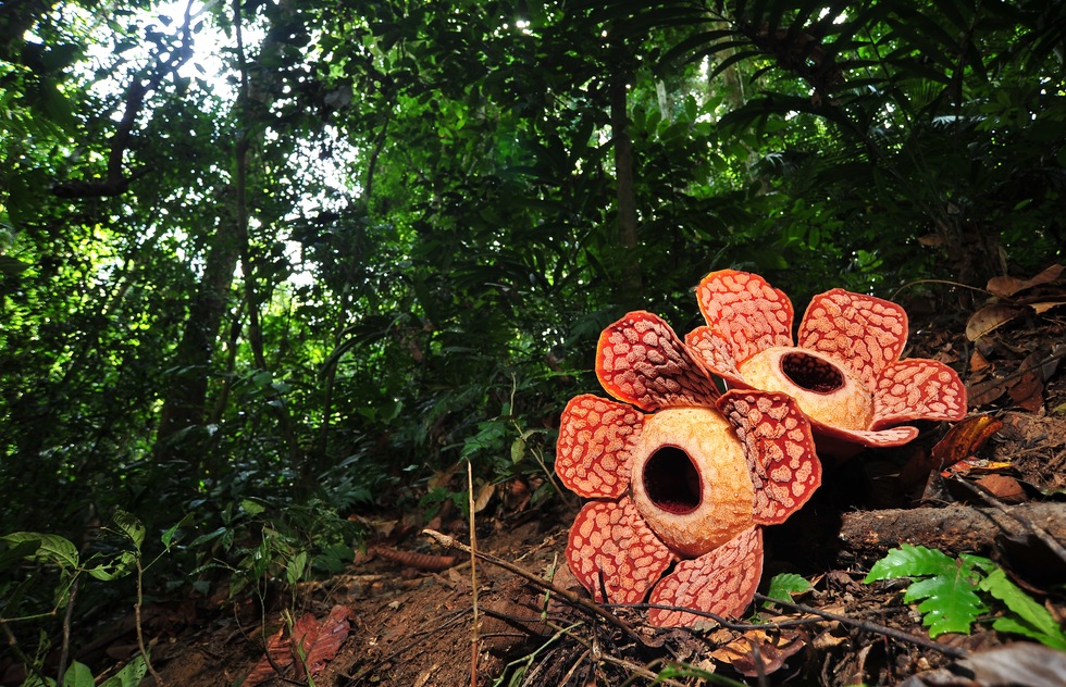 See rafflesia and other exotic Malaysian plants