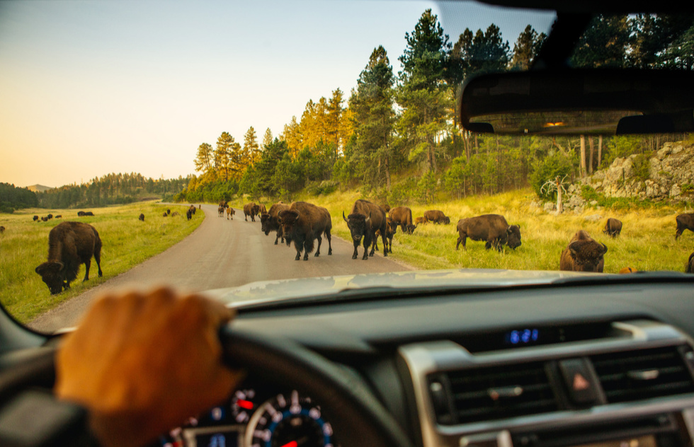 Go hiking in Custer State Park, drive Needles Highway, and see bison in the park's grasslands. 