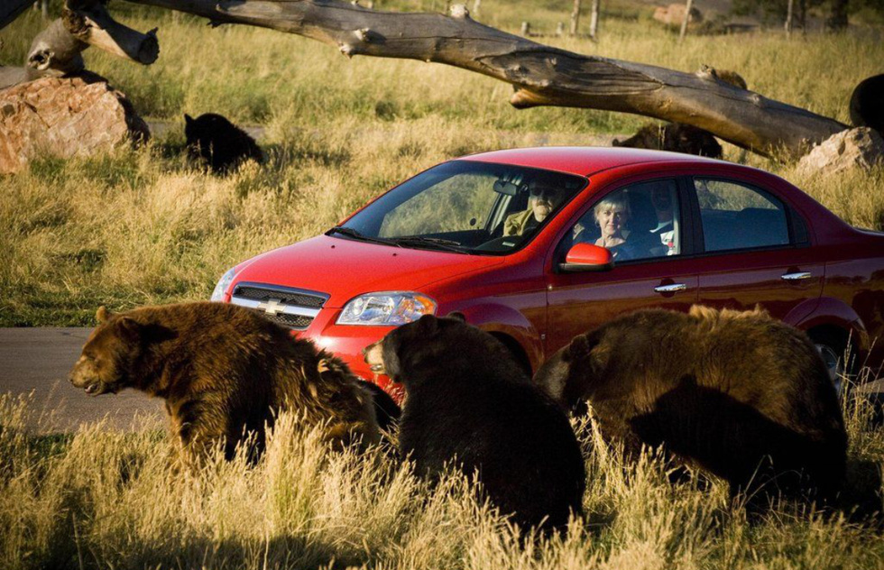 Drive through Bear Country USA in Rapid City for up-close wildlife sightings. 