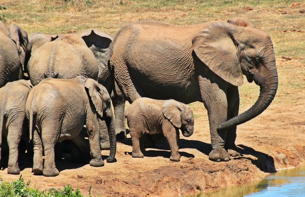 Elephants at Kruger National Park in South Africa