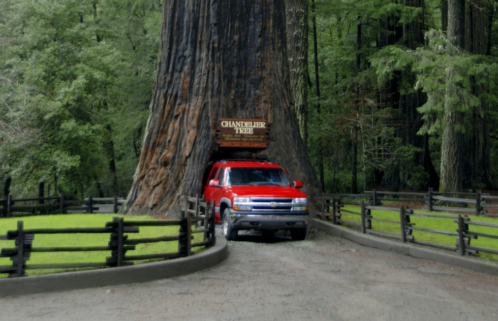 Get touristy by driving through a redwood tree