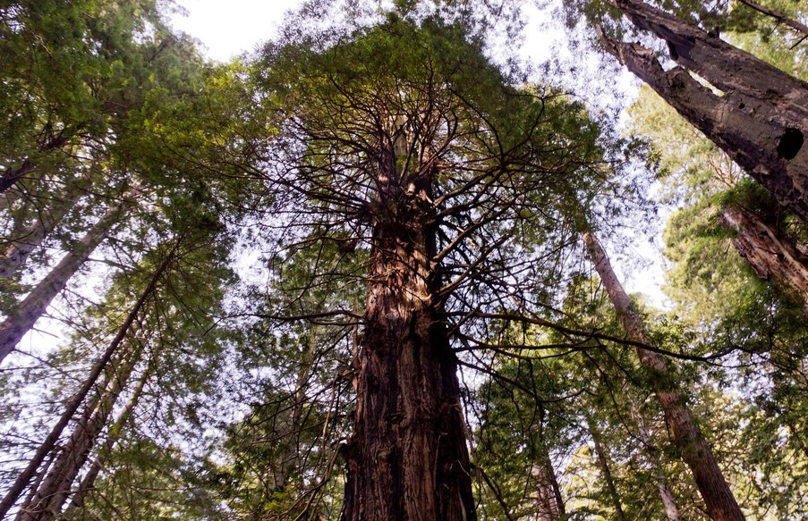 How to see Northern California's Redwood National Park region