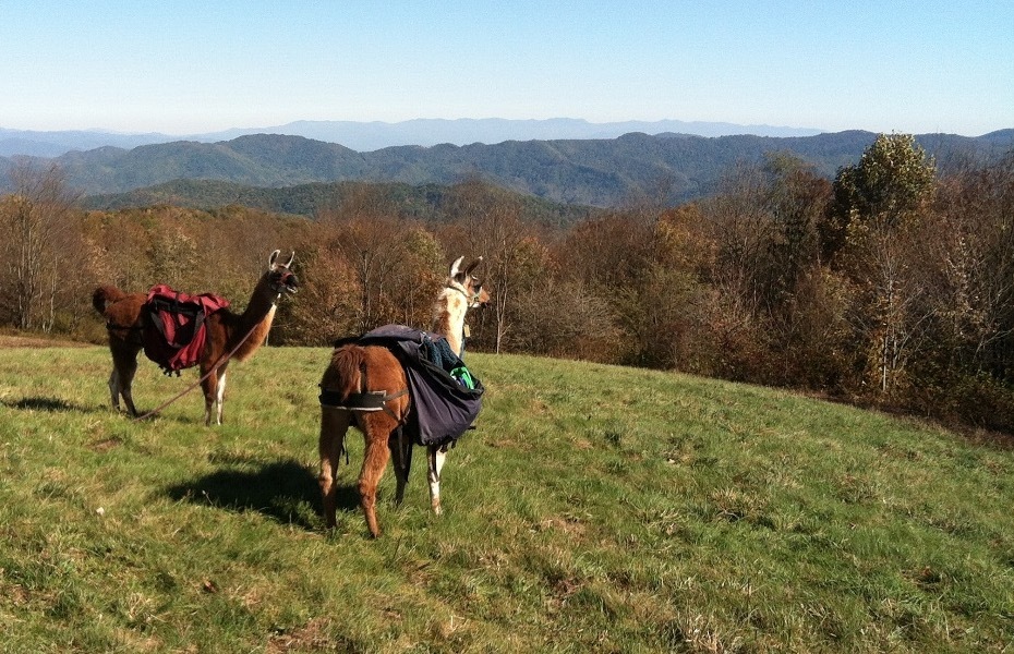 Fall foliage ideas: Smoky Mountain Llama Treks, Cosby, Tennessee 