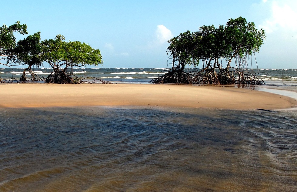 Brazil's Best Islands for Vacations: Ilha de Marajó, The Rainforest River Island