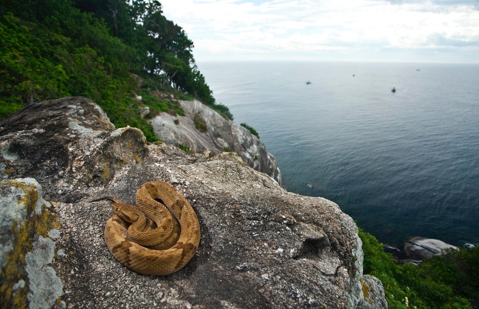 Brazil's Best Islands for Vacations: Ilha da Queimada, Snake Island