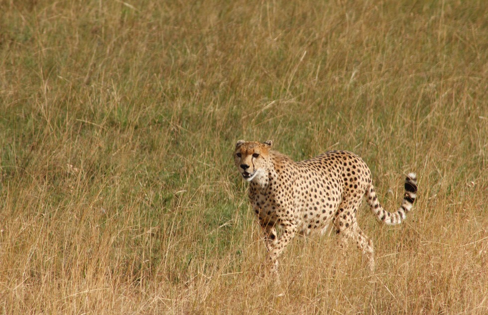 Thinking of Taking an African Safari? Some Tips from an Expert | Frommer's