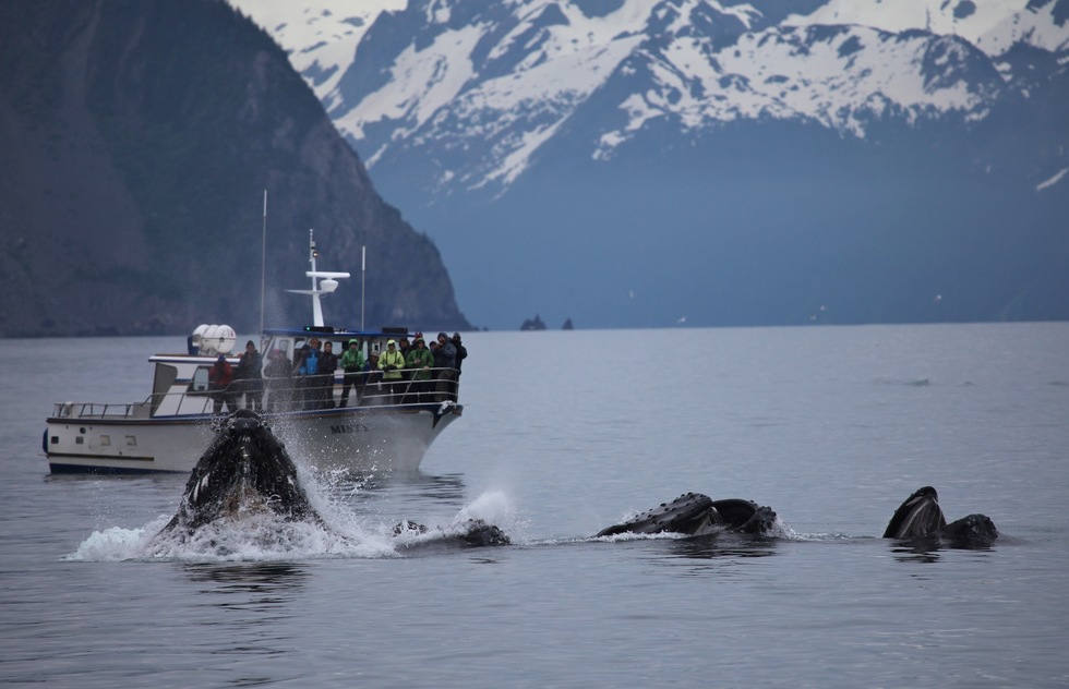 Which Alaska national parks are the best? Kenai Fjords National Park: What to Do