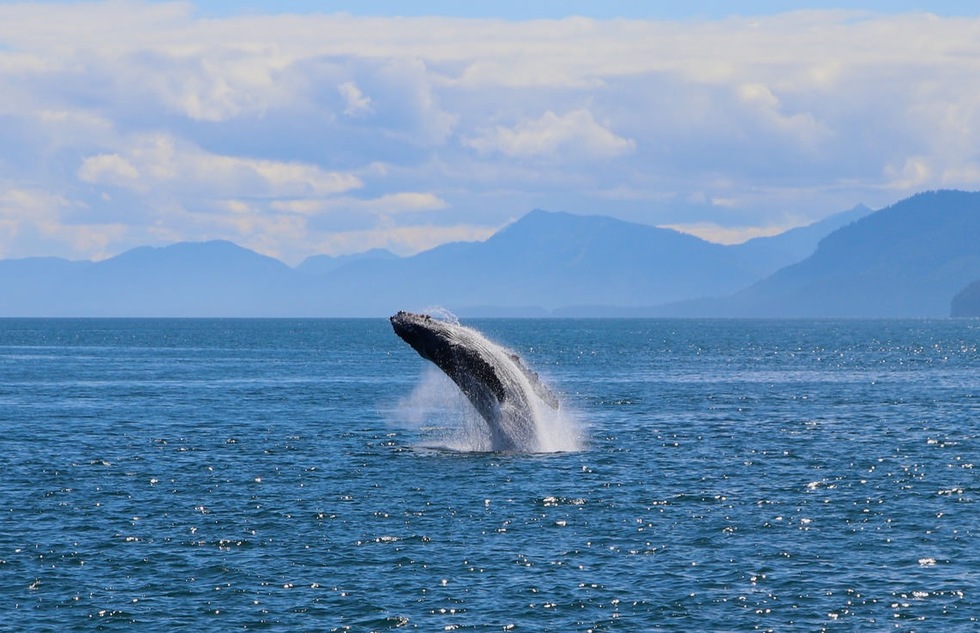 What to do in Alaska in summer: Watch for whales in Prince William Sound