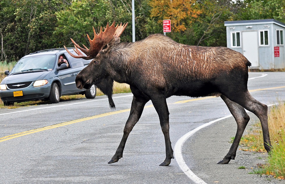 A moose at Kincaid Park