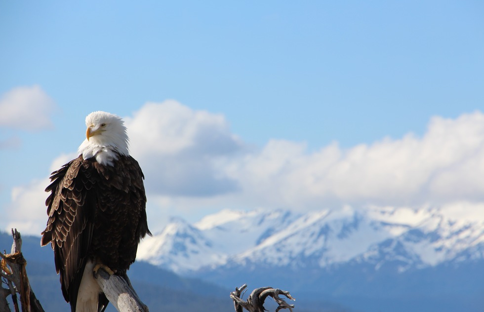 A bald eagle in Anchorage