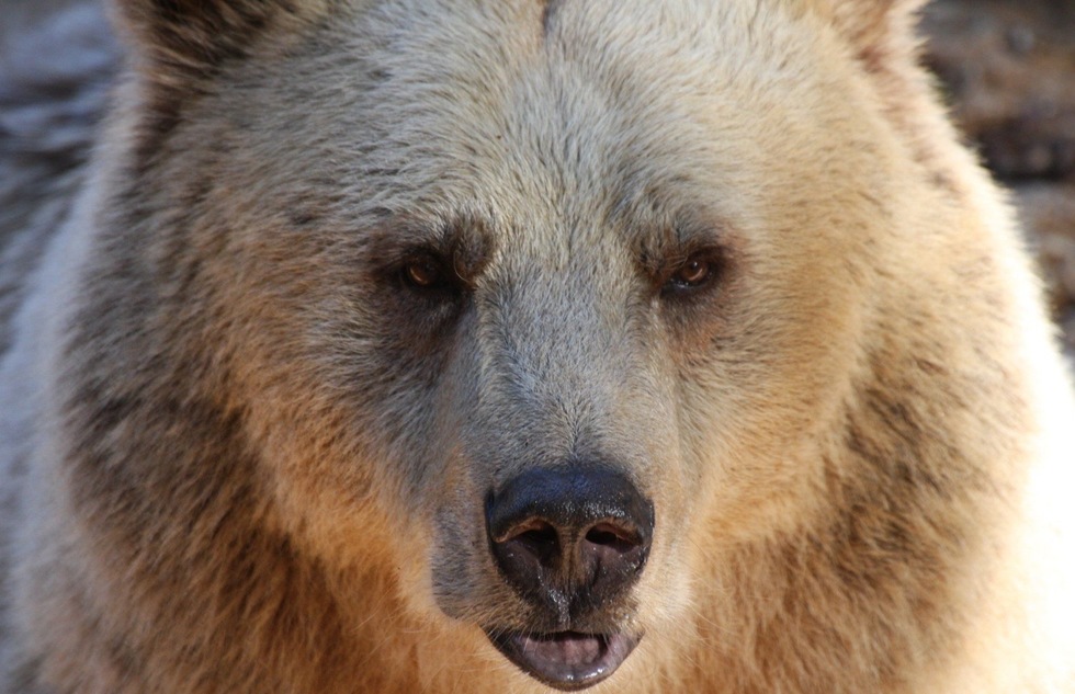 A brown bear at the Alaska Zoo