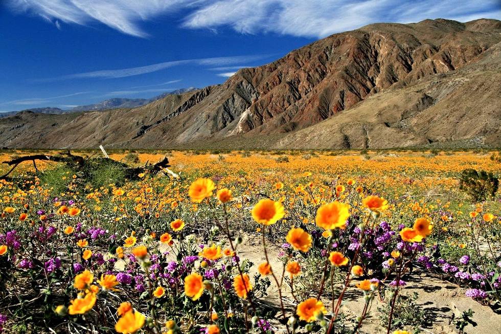 Superbloom! In California, Flowergeddon Approaches | Frommer's