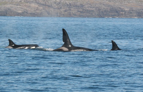 Spot Orcas and Dolphins Along Western Scotland's New Whale Trail | Frommer's