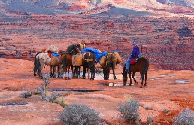 10 Top Grand Canyon Experiences and Tours: Take a Horseback Trail Ride