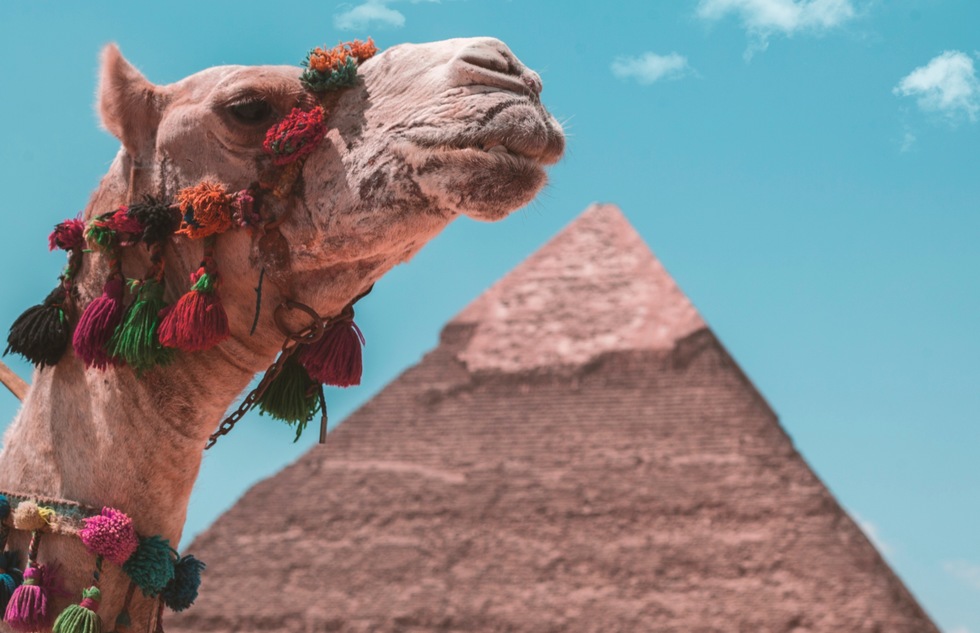 Camel and pyramid in Egypt