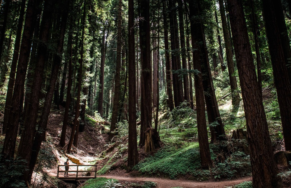 Maori fjerkræ Distribuere Redwoods, Beer, and Bigfoot: Exploring California's Santa Cruz Mountains |  Frommer's