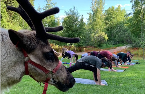 What Do Reindeer Do in the Summer? Attend Yoga Classes, Apparently. | Frommer's