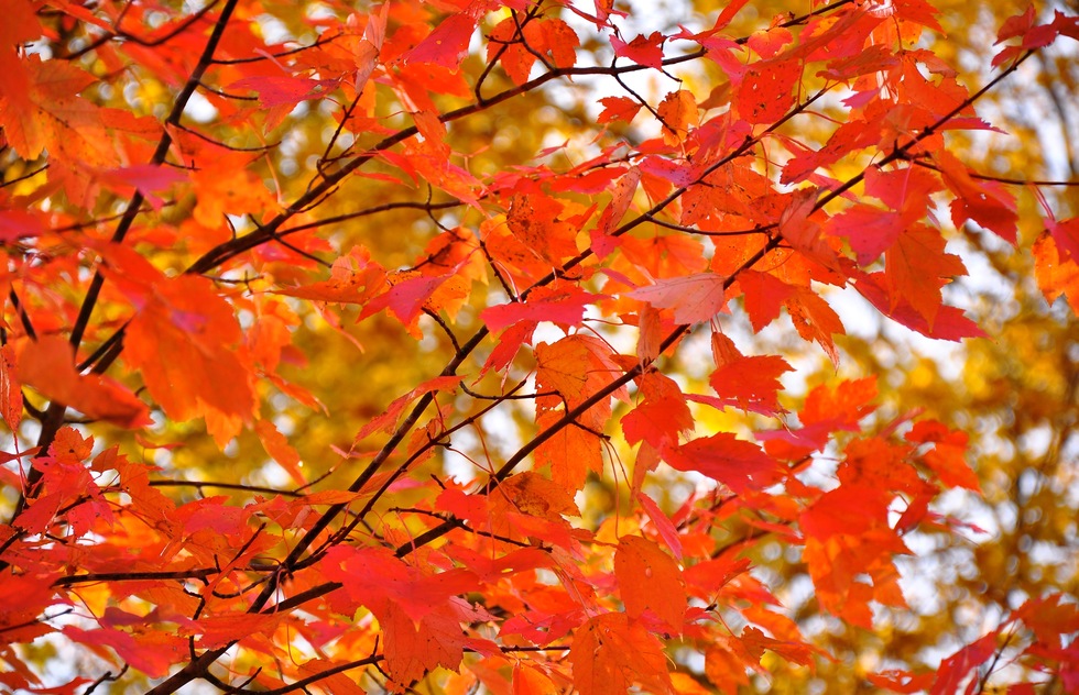 Will Fall Foliage Be Worth Seeing This Year in New England? Here's An Expert's Forecast | Frommer's