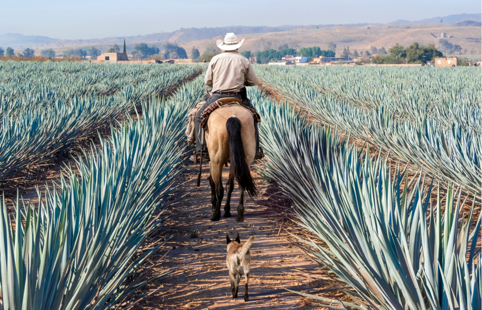Tequila Tourism and Beyond: Get to Know Mezcal in Mexico | Frommer's