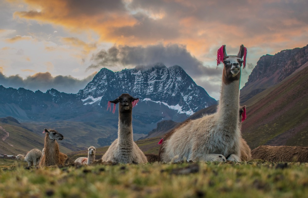 Alpacas along the Ausangate Trek in Peru