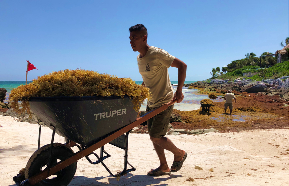 Sargassum cleanup in Tulum, Mexico