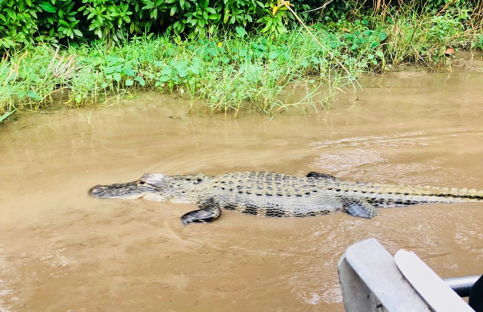 Alligator in the Everglades in Florida