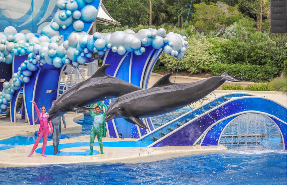 Trainers Will Stop Riding Dolphins at SeaWorld | Frommer's