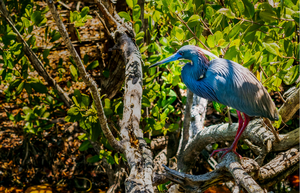 Heron at J.N. "Ding" Darling National Wildlife Refuge on Florida's Sanibel Island