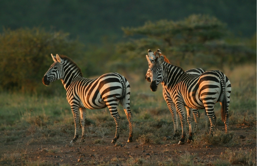 Our Travel Podcasts This Week: Safaris and Nomads | Frommer's